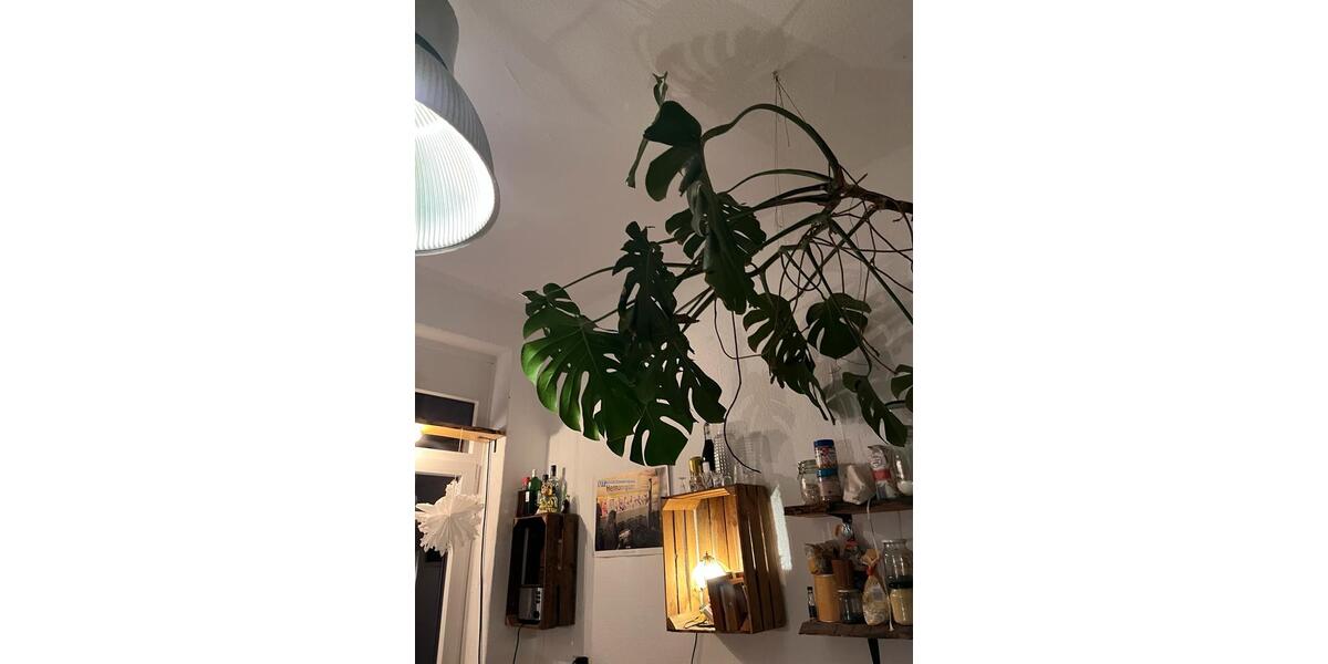 Wohnung am Lindener Marktplatz nach WG Auflösung zur Verfügung 3 zimmer