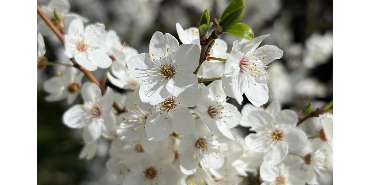 Einfamilienhaus Hannover Bothfeld-Vahrenheide - 7 Zimmer, 160 m&sup2;, 560.000&euro; | Angebot:26059790