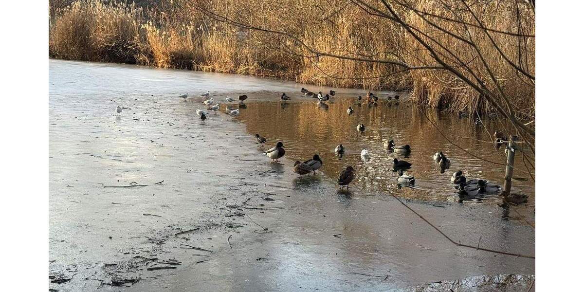 Einfamilienhaus Hannover Sahlkamp - 6 Zimmer, 212 m&sup2;, 779.000&euro; | Angebot:24608312