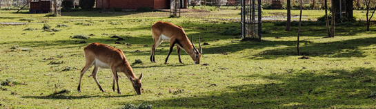 Wisentgehege Springe im Umland von Hannover