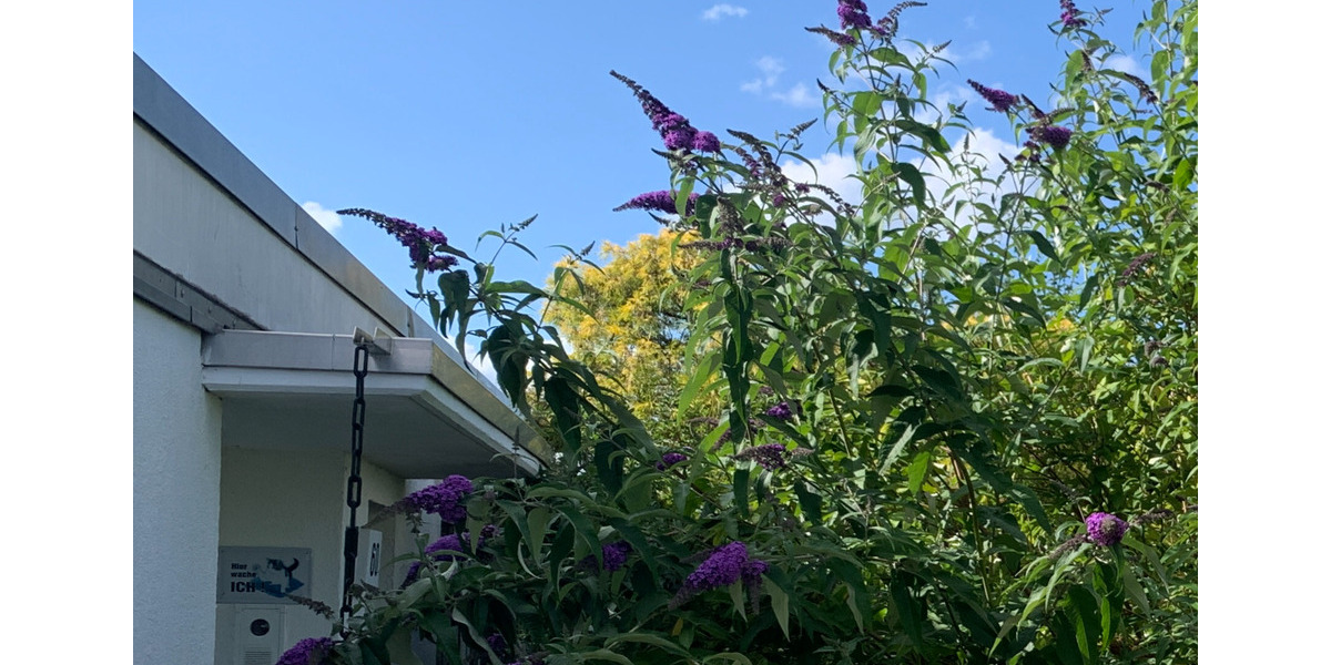 Schöner, renovierter Bungalow in Arnum bei Hannover, Barrierefrei 5 zimmer