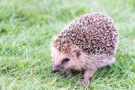 helle, freundliche Doppelhaushälfte in Burgwedel - Fuhrberg 5 zimmer