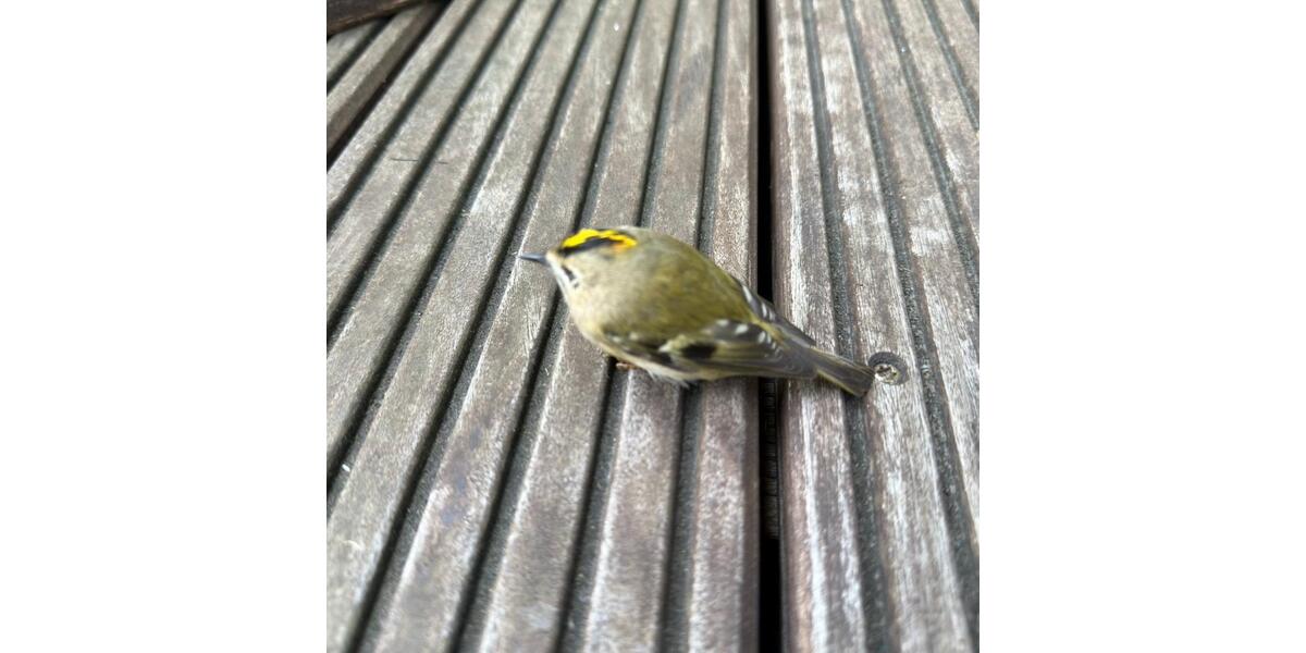 Dachgeschoßwohnung Hemmingen - 3 Zimmer, 72 m&sup2;, 210.000&euro; | Angebot:25831953