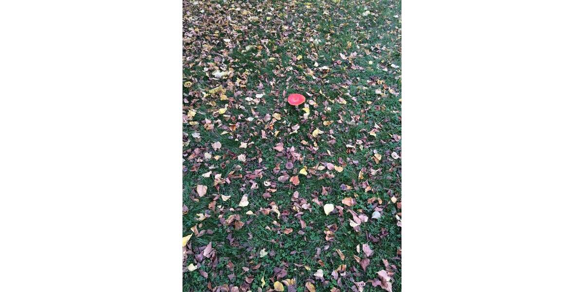 Grundstück Hannover Vinnhorst - 205.000&euro; | Angebot:26106372