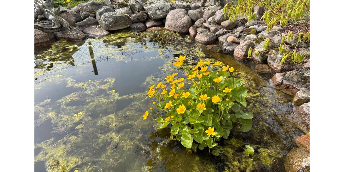 Doppelhaushälfte Hannover Vahrenwald-List - 3 Zimmer, 100 m&sup2;, 399.000&euro; | Angebot:26215221