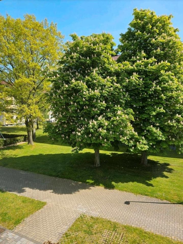 3 Zimmer Hemmingen Arnum saniert 72m2 zimmer