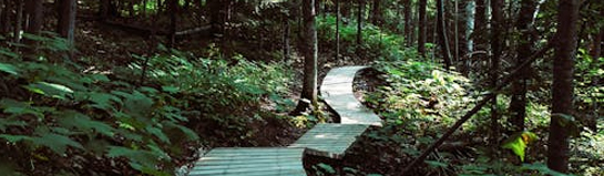 Baumwipfelpfad im Harz (Bad Harzburg)