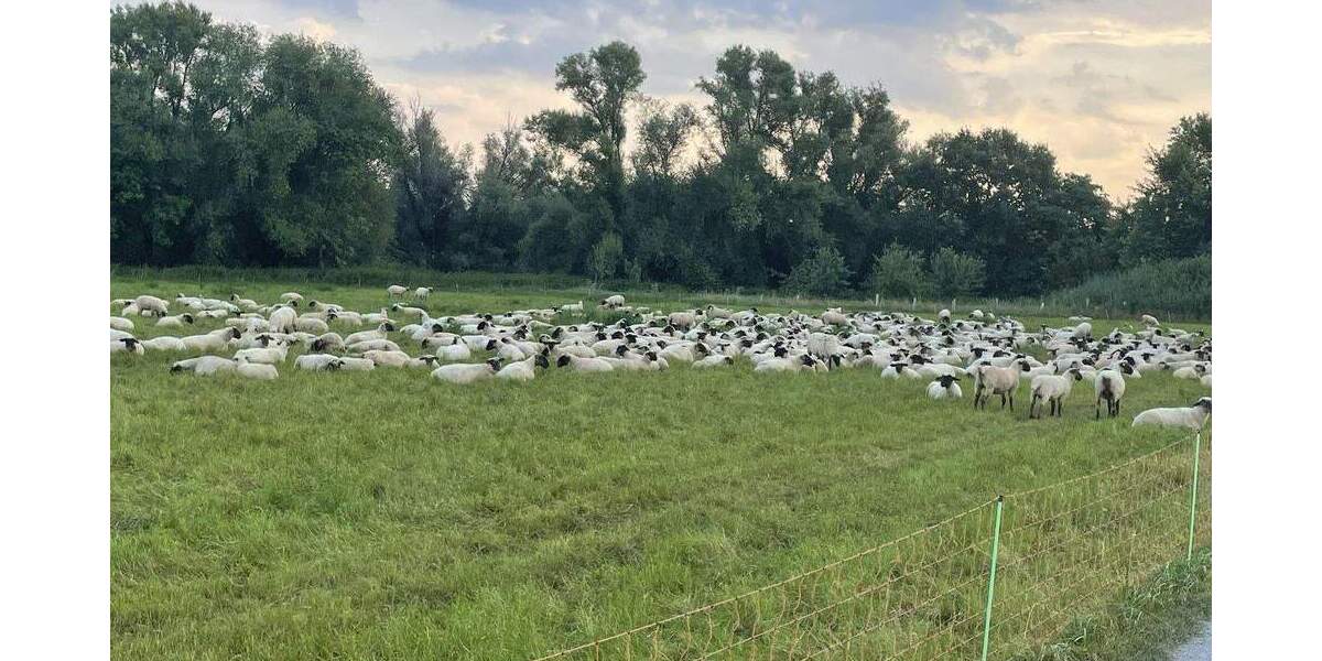 Bungalow Laatzen Alt-Laatzen - 5 Zimmer, 161 m&sup2;, 680.000&euro; | Angebot:24376790