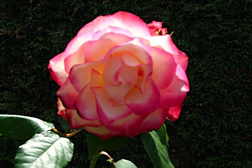 Traumhafte Wohnung sucht traumhafte Eigentümer ... !!! 2 zimmer