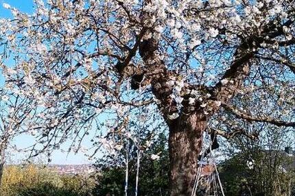 Haus Hildesheim Himmelsthür - 4 Zimmer, 108 m&sup2;, 399.000&euro; | Angebot:26113250