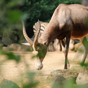 Late-Zoo: Sommerabend in der Welt der Tiere 02.07.2026 Erlebnis-Zoo Hannover