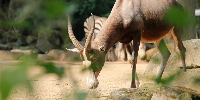 Late-Zoo: Sommerabend in der Welt der Tiere 02.07.2026 Erlebnis-Zoo Hannover