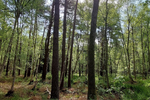 Waldgrundstück in Bissendorf (KEIN BAUGRUNDSTÜCK) - Grundstück Wedemark | Angebot:27178643