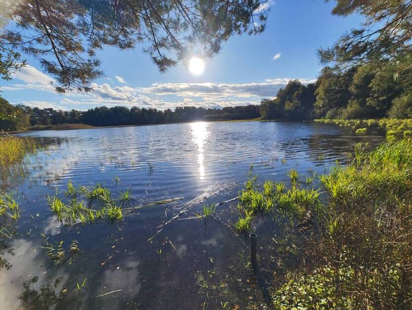 Grundstück im Wochenendgebiet Würmsee! (MA-1020-44) zimmer