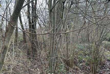 Grundstück zu verkaufen in Barsinghausen 178.000 € 831 m² zimmer