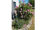 Bungalow Springe - 3 Zimmer, 580.000&euro; | Angebot:23007737